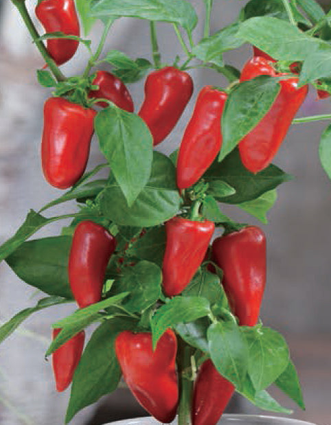 PAPRIKA-Chili | 辣椒盒子系列