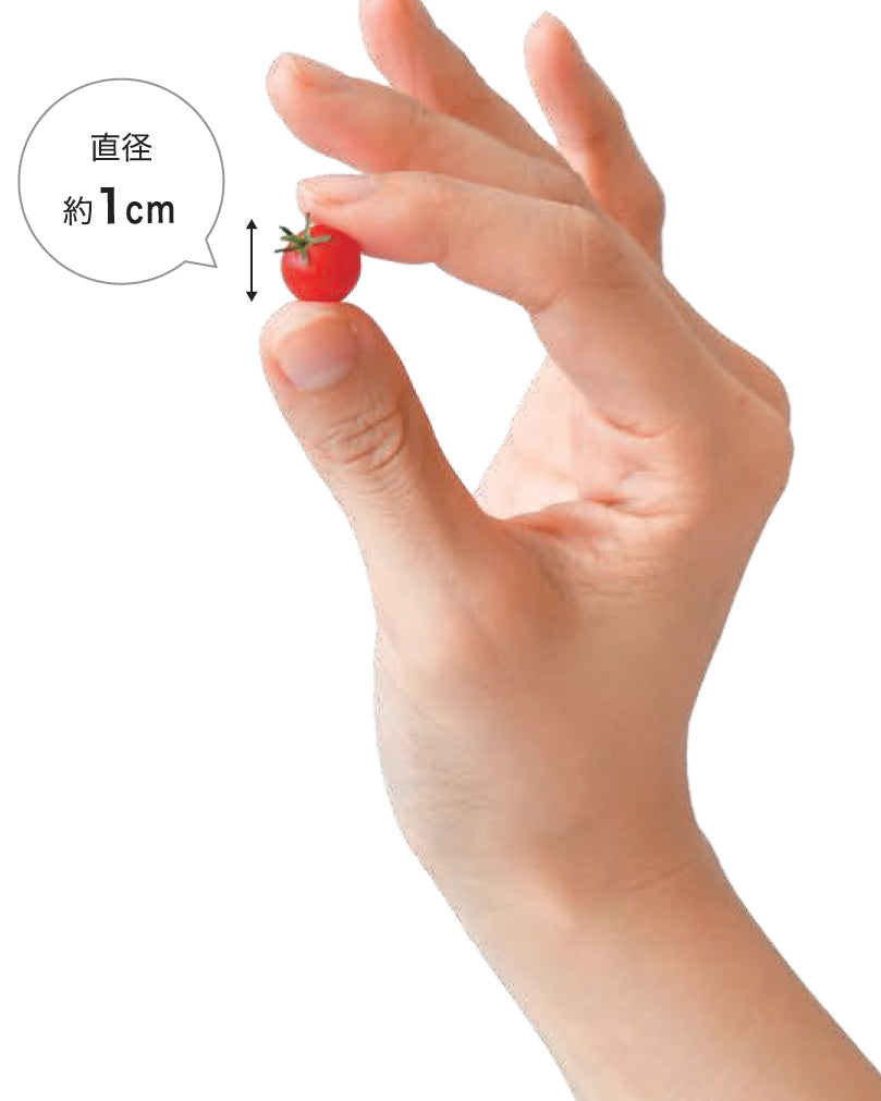 Micro Tomato | 微型小蕃茄盒子