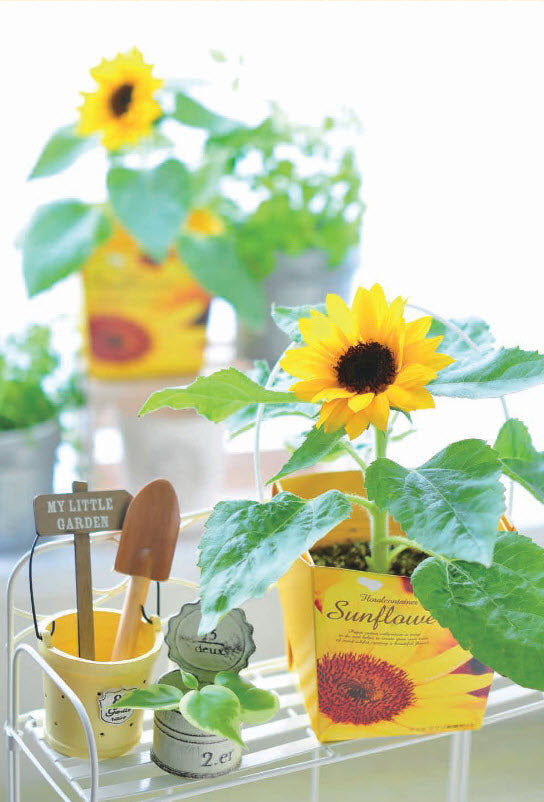 Floral Container Smile Sunflower | 太陽花盆栽