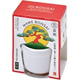 HACO MAME Bonsai | 箱豆盆景