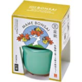 HACO MAME Bonsai | 箱豆盆景