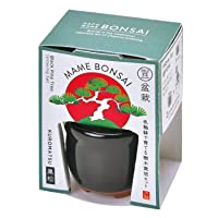 HACO MAME Bonsai | 箱豆盆景