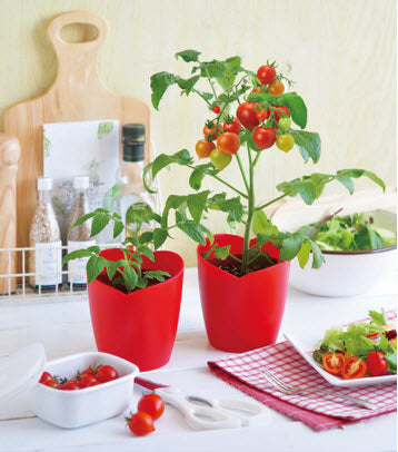Heartomato Set | 心型小蕃茄