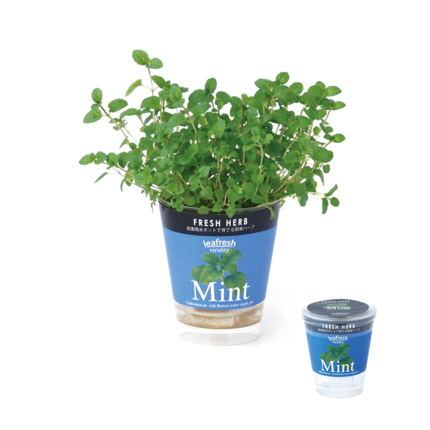 Fresh Herb