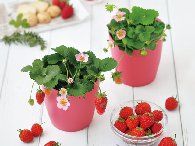 Strawberry Bloom Pink Flowers | 士多啤梨盒子