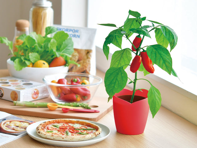 PAPRIKA-Chili | 辣椒盒子系列