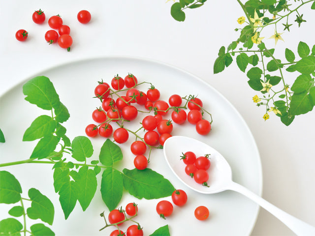 Micro Tomato | 微型小蕃茄盒子