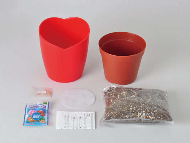 Micro Tomato | 微型小蕃茄盒子