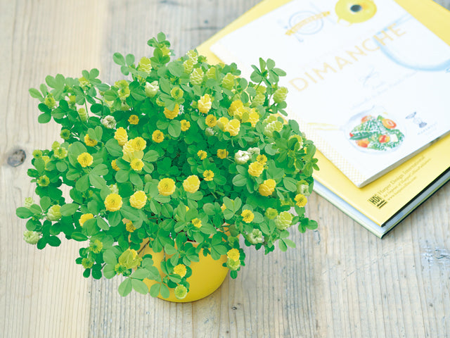Bloom Happy Yellow Clover | 黃色三葉草