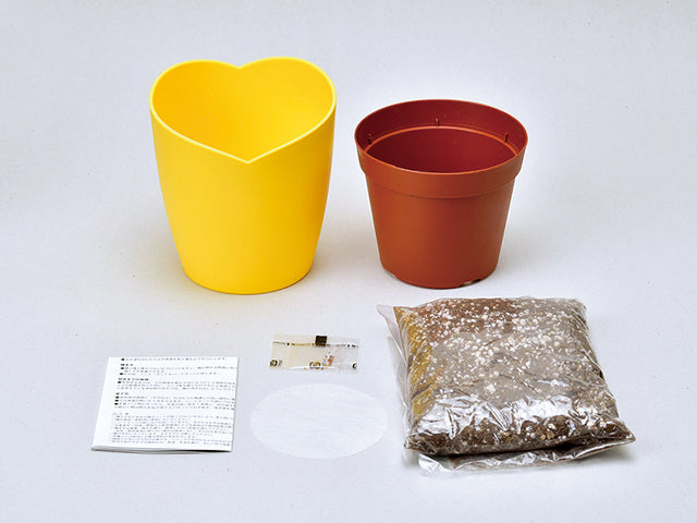 Bloom Happy Yellow Clover | 黃色三葉草