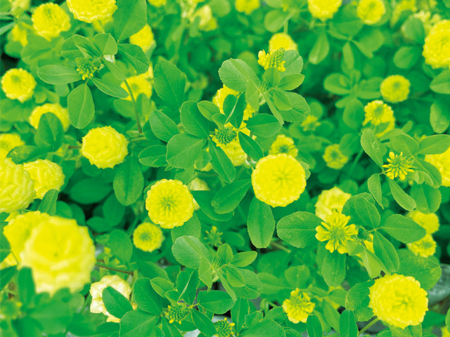 Bloom Happy Yellow Clover | 黃色三葉草