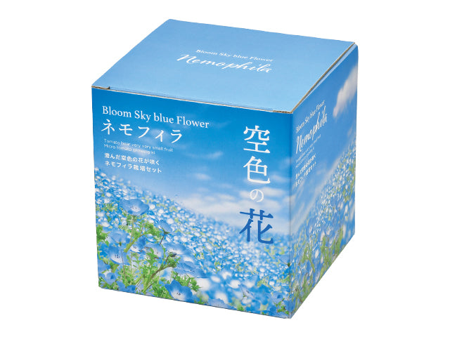 Sky Blue Flower - Nemophila | 天空の花 - 粉蝶花