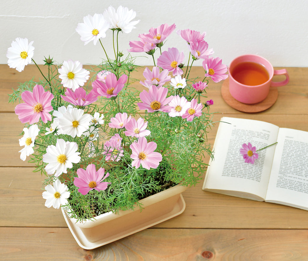 Enjoy Plants Flower | 自家種植‧園藝家