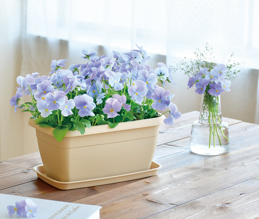 Enjoy Plants Flower | 自家種植‧園藝家