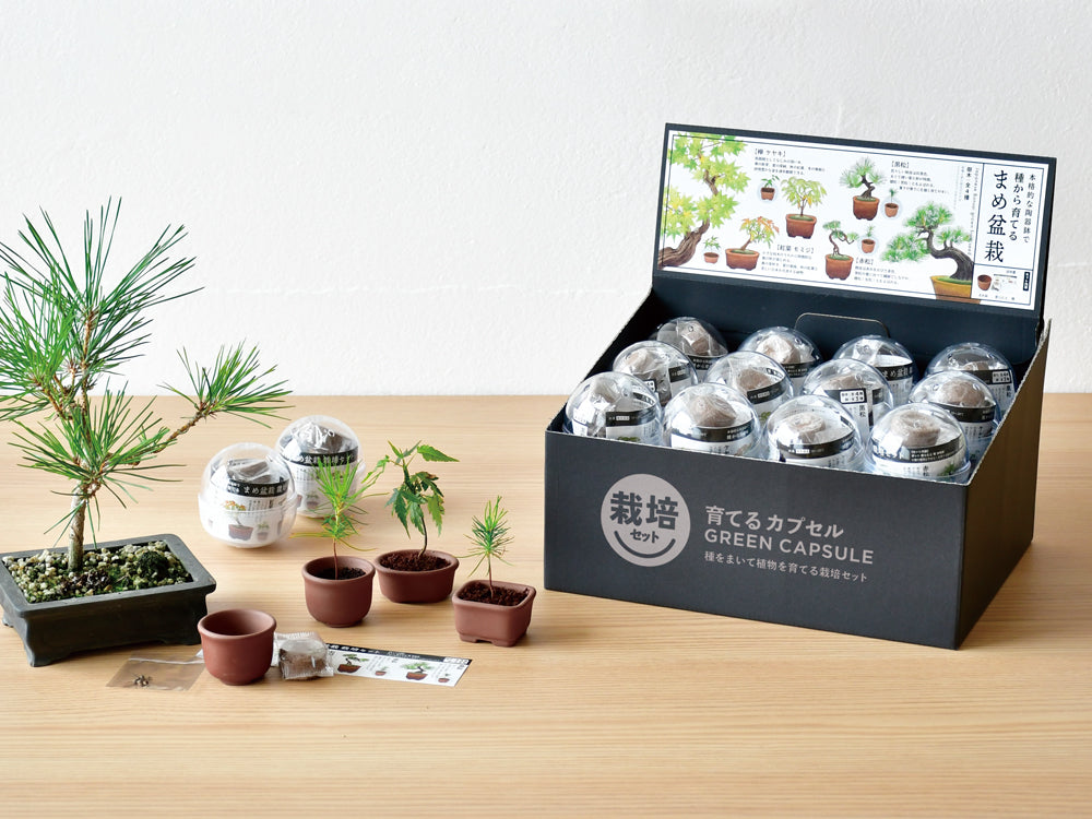Green Capsule Bonsai | 種植膠囊 盆景
