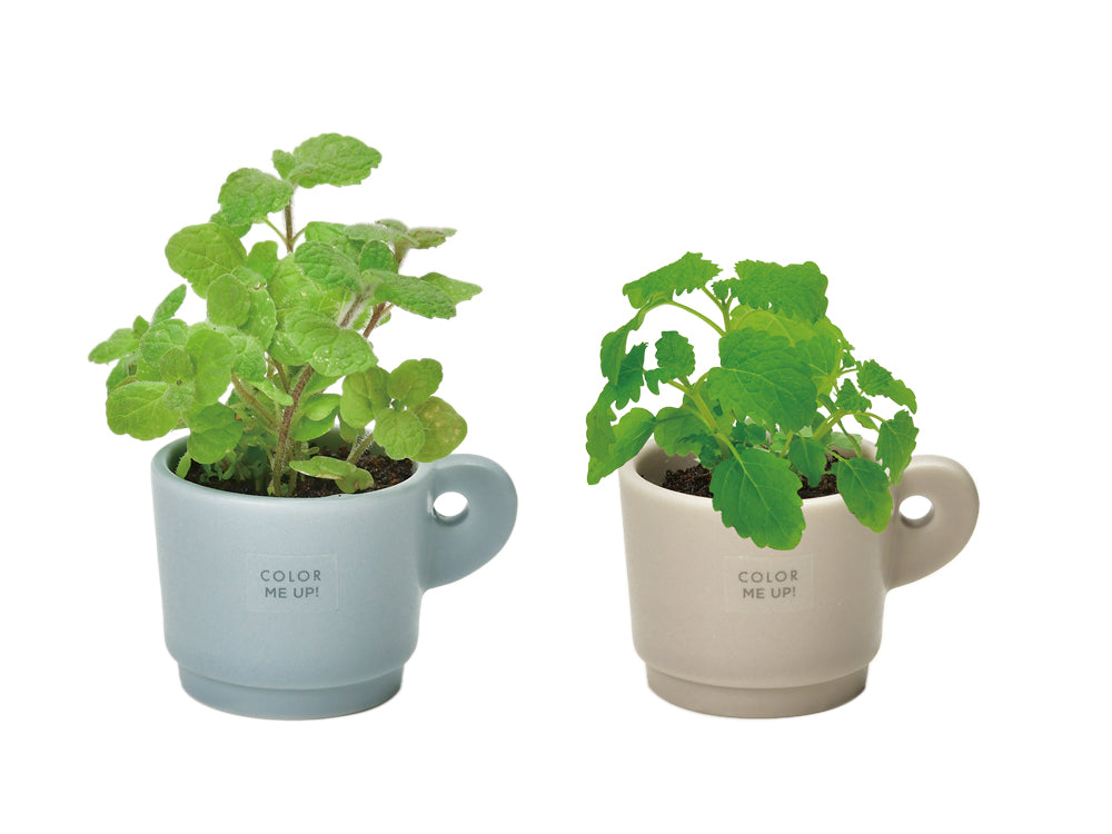 Color me up MUG | 迷你馬克杯小盆栽