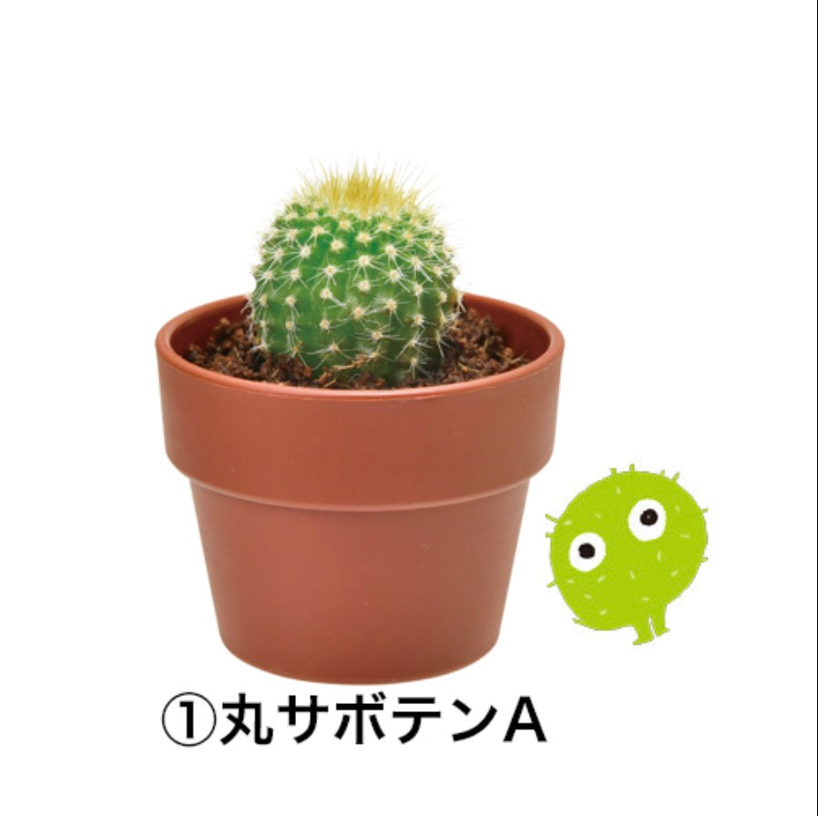 Green Capsule Cactus | 種植膠囊 仙人掌