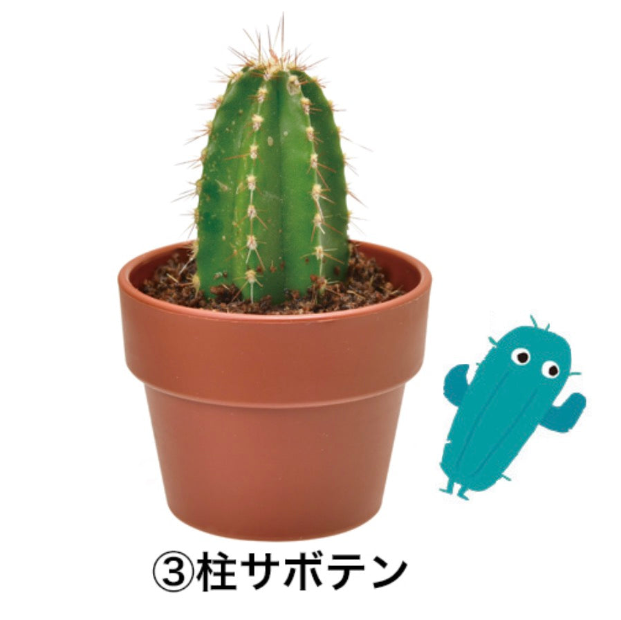 Green Capsule Cactus | 種植膠囊 仙人掌