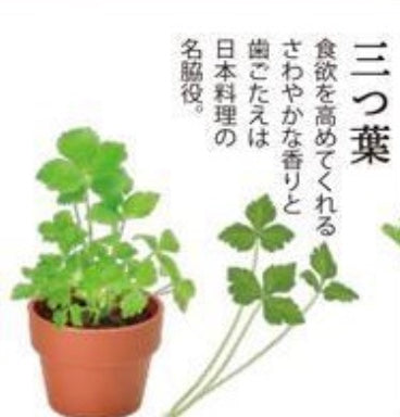 Green Capsule Herbs | 種植膠囊 藥味