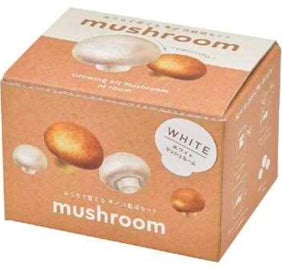 Mushroom | 家庭蘑菇栽培套裝