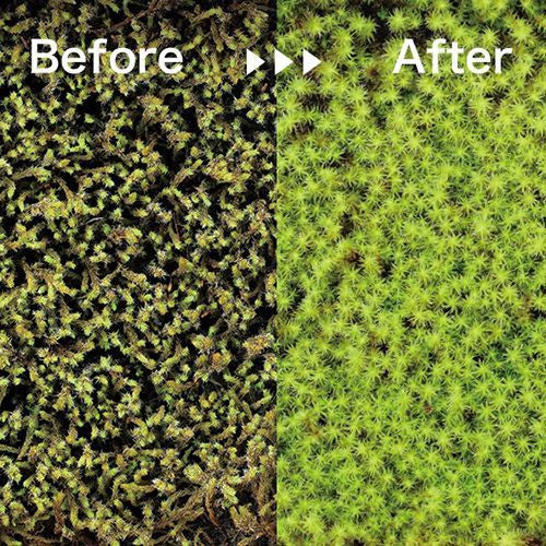 Moisst Moss |  潮濕的苔蘚