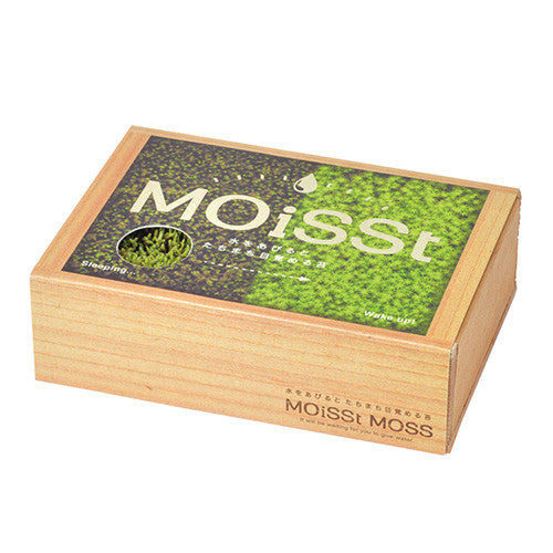Moisst Moss |  潮濕的苔蘚