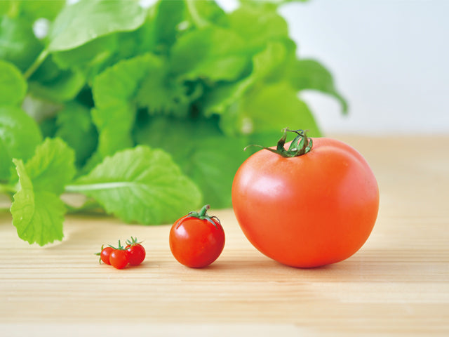 Micro Tomato | 微型小蕃茄盒子