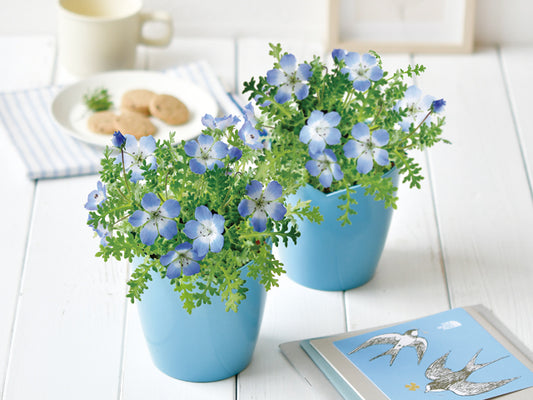 Sky Blue Flower - Nemophila | 天空の花 - 粉蝶花