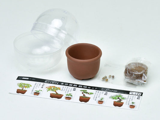 Green Capsule Bonsai | 種植膠囊 盆景